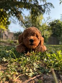 Cuccioli barboncini red