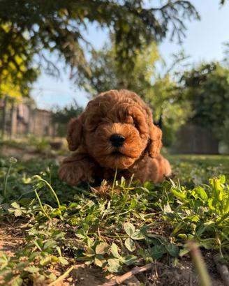 Cuccioli barboncini red