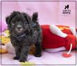 barboncino-toy-mini-silver-grigio