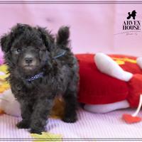 Barboncino toy mini silver grigio