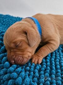 Bracco Ungherese (Magyar Vizsla)