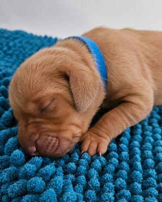Bracco Ungherese (Magyar Vizsla)