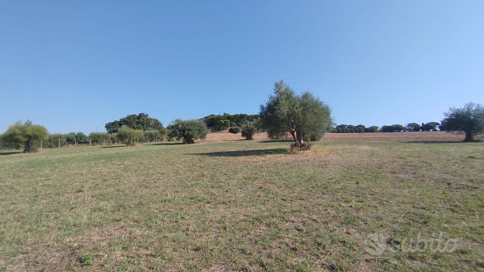 Panoramico con uliveto - Vista 3