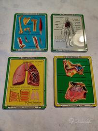 4 Targhette Vintage "Il Corpo Umano" Anni '70