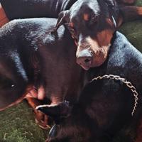 Cuccioli DOBERMANN con Pedigree