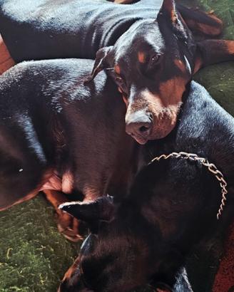 Cuccioli DOBERMANN con Pedigree