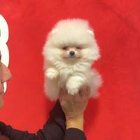 POMERANIA MASCHIO "mini" BIANCO