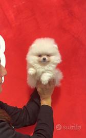 POMERANIA MASCHIO "mini" BIANCO