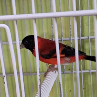 Cardinalino