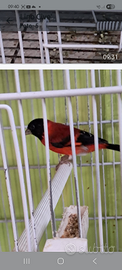 Cardinalino