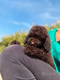 Cucciolo di barboncino nano color cioccolato
