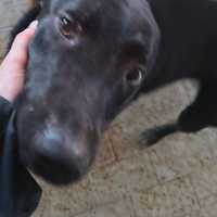 Cucciolo 10 mesi tipo Pitbull