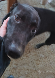 Cucciolo 10 mesi tipo Pitbull