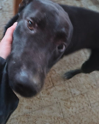 Cucciolo 10 mesi tipo Pitbull