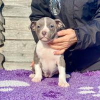 Cuccioli di Amstaff blu - Allevamento