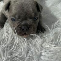Bulldog francese cuccioli