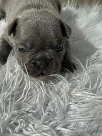 Bulldog francese cuccioli