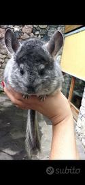Cincilla