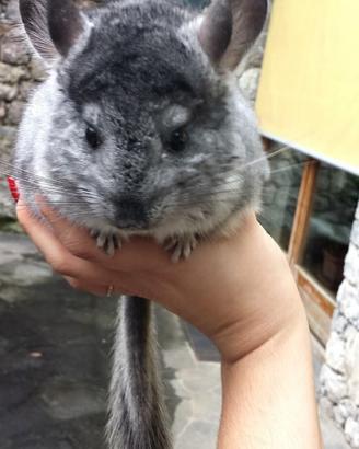 Cincilla