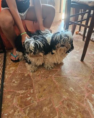 Cuccioli shitzu