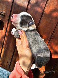 Border collie bianco e blu pedigree