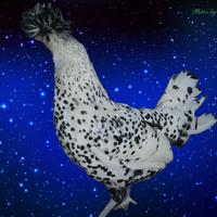 Galline ornamentali appenzeller