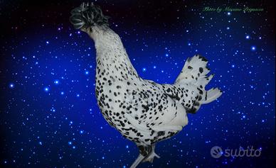 Galline ornamentali appenzeller