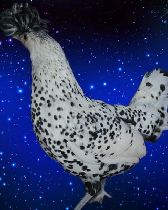 Galline ornamentali appenzeller