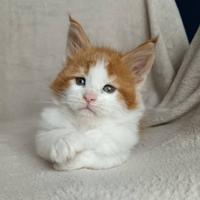 Cucciole maine coon con pedigree