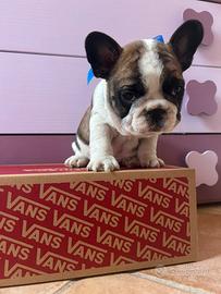 Cuccioli di bulldog francese con pedigree