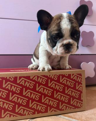 Cuccioli di bulldog francese con pedigree
