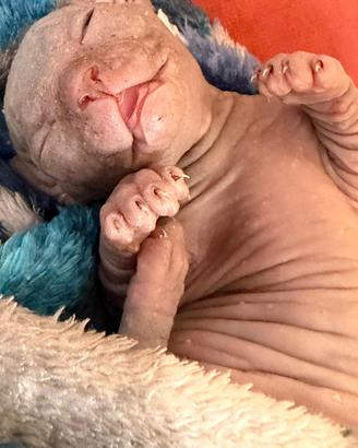 Sphynx gatto nudo