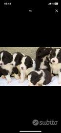 Cuccioli border collie