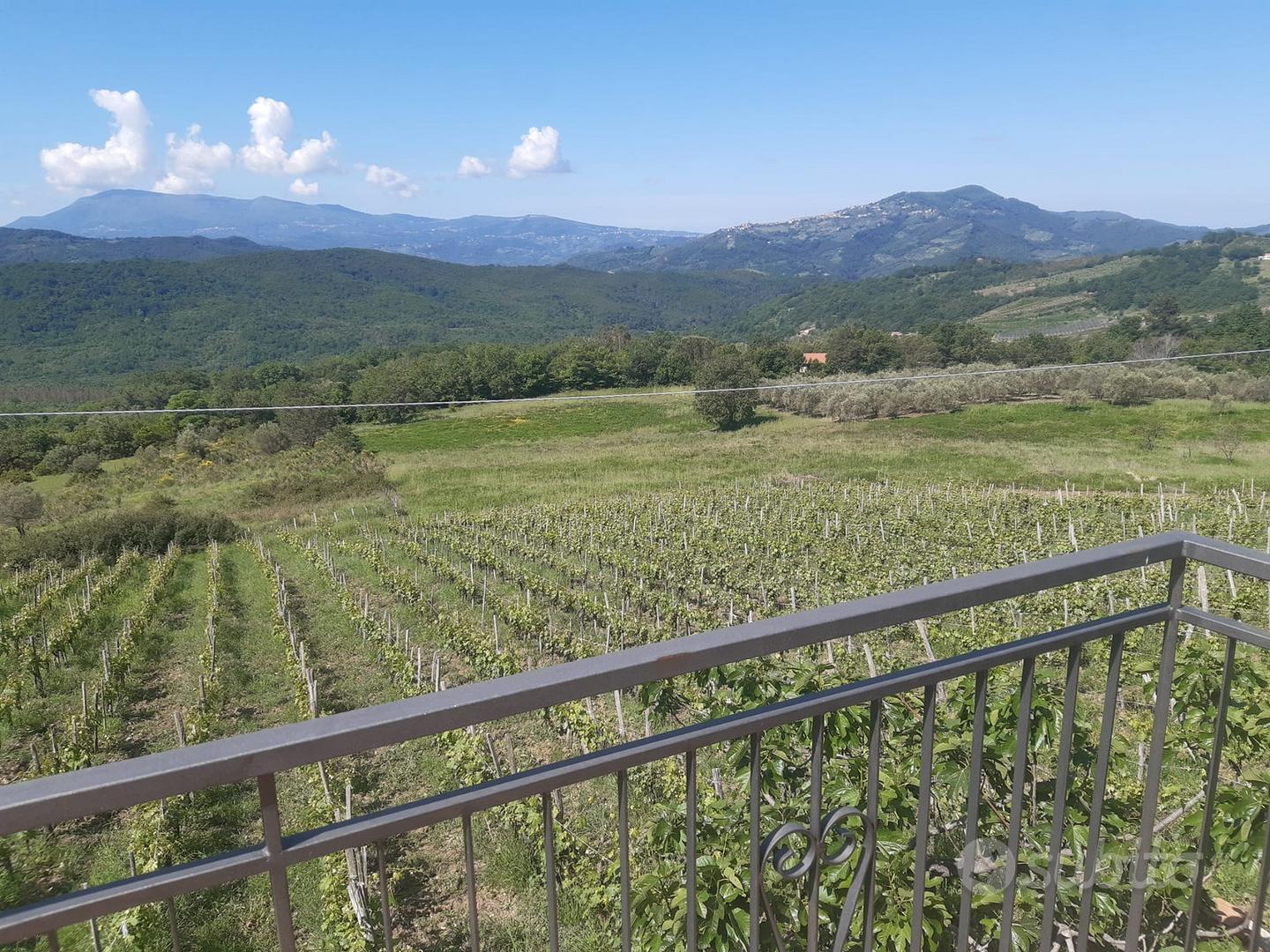 Fabbricato rurale e vigneto uliveto - Vista 2