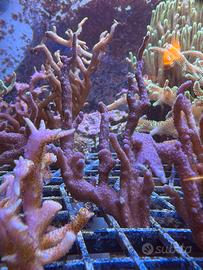 Talee Montipora Digitata