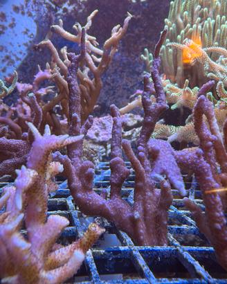 Talee Montipora Digitata