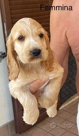 Cocker spaniel inglese cuccioli
