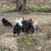 Galli e galline cocincine nane