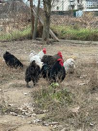 Galli e galline cocincine nane