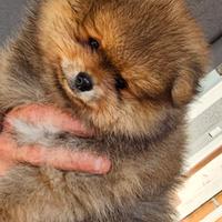 Femmina pomerania nani spitz