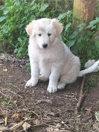 Cuccioli incrocio maremmano