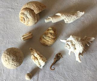 Collezione Fossili marini