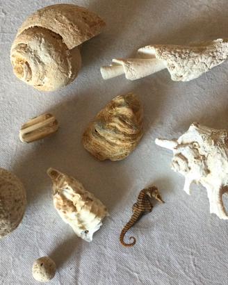 Collezione Fossili marini