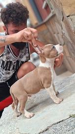 Cuccioli amstaff