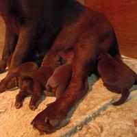 Labrador cioccolato con pedigree