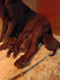 Labrador cioccolato con pedigree