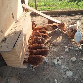 Galline ovaiole