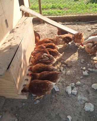 Galline ovaiole