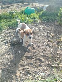 Cagnolini Jack Russel