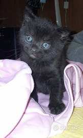 Gattina stupenda 60gg